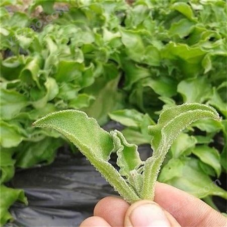 冰草 冰草种子 加拿大进口 高冰草种子 草籽发芽率高 冰菜种子 菁华种业