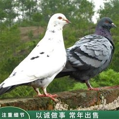 山东报价 白条鸽肉鸽 散养幼鸽种鸽 肉鸽成年鸽