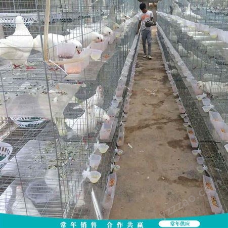 肉鸽白鸽养殖笼 鸽笼配对笼 育雏饲养鸽笼 常年销售