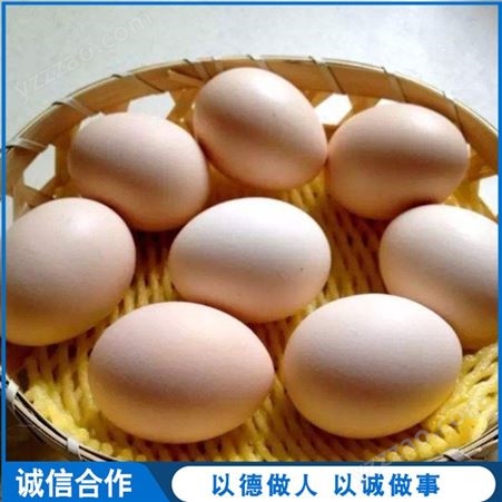 肉鸽鸽蛋 喂养白鸽蛋 杂粮散养白鸽蛋 山东销售