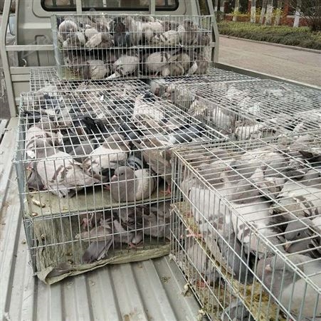 三层肉鸽养殖笼 不锈钢鸽子笼 大型养殖鸽笼 长期出售