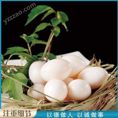 养殖场鸽蛋 散粮养殖鸽蛋 青年鸽鸽蛋 批发出售