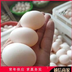 白条鸽鸽蛋 肉鸽鸽蛋养殖 30枚土鸽蛋 批发出售
