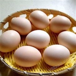 出售厂家 鸽蛋 肉鸽蛋 农家鸽蛋