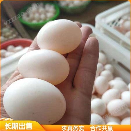白条肉鸽子蛋 养殖鸽子种蛋 白羽王种鸽子蛋 批发出售
