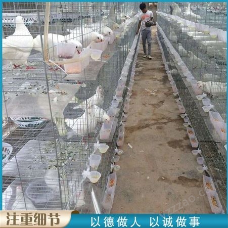 厂家报价 三层镀锌鸽笼 肉鸽饲养笼 12位加粗鸽笼