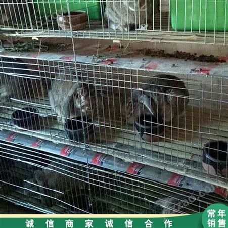 常年销售 9位子母兔笼 养殖幼兔笼 商品兔笼子
