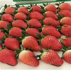 鲁盛供应 妙香七号草莓苗价格 天仙醉草莓苗单果重 自产自销