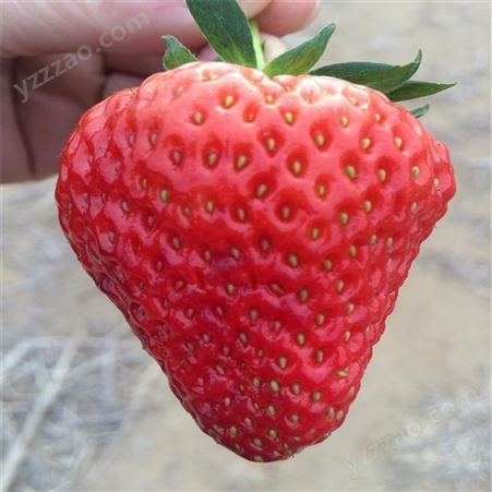 盆栽紅顏草莓苗 易成活紅顏草莓苗 魯盛 新品種