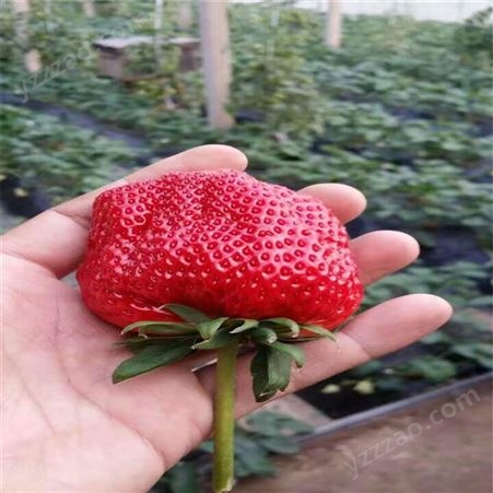 批發隋珠草莓苗基地 佐賀清香草莓苗 魯盛 口味香甜