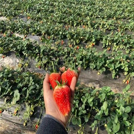 盆栽紅顏草莓苗 易成活紅顏草莓苗 魯盛 新品種