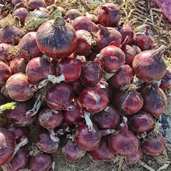 厂家批发 种植紫皮洋葱 新鲜蔬菜 紫皮洋葱  量大从优