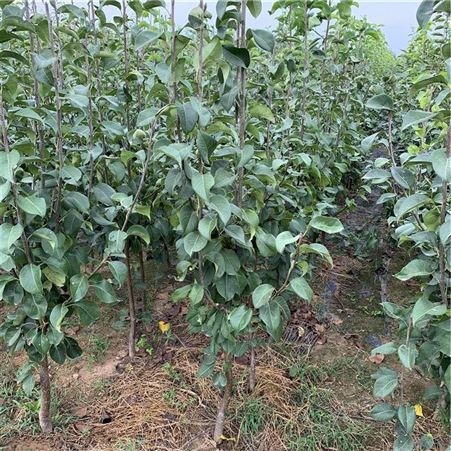 新品种梨树苗价格行情 义隆千亩梨树苗批发基地 雨露香