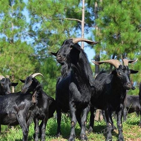 同慧努比亚黑山羊厂家 努比亚黑山羊 四川黑山羊养殖基地