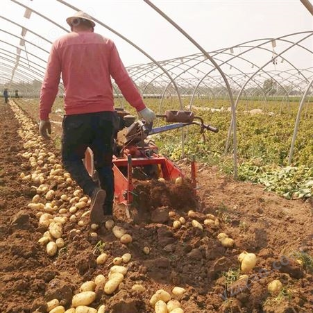 四川起挖芋头薯类收获机 多功能红薯收获机 手扶土豆收获机