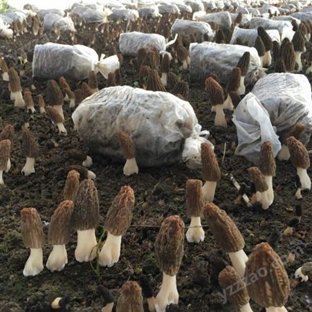 羊肚菌种植技术培训课程 专家授课 理论加实践 包学包会提供食用菌大棚