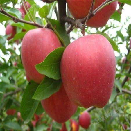 膜袋藤木苹果价格 代理加工带包装辽伏苹果 代收苹果 批发价格