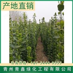 绿化苗木北海道黄杨种植 青鑫北海道黄杨基地出售