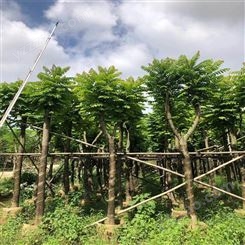 绿化麻楝假植苗价格 阴麻树容器苗 白皮香椿移栽苗 苗场直供