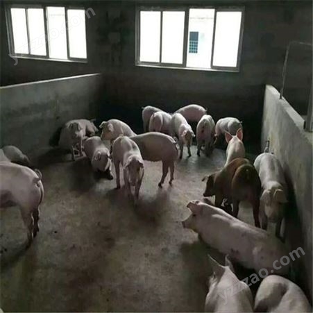 浙江 仔猪养殖价钱 长白猪苗运输 裕顺品种纯价格好