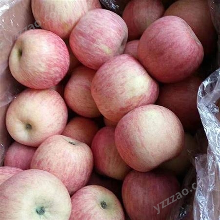 苹果批发 苹果新鲜水分多 烟台红富士苹果种植 裕顺个大果正
