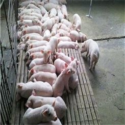 贵州 仔猪养殖价钱 长白猪苗运输 裕顺真便宜
