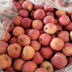 烟台红富士 苹果新鲜水分多 烟台红富士苹果种植 甜度好果实大裕顺基地
