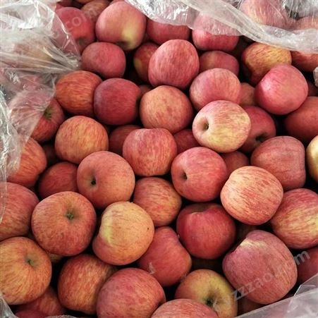 烟台红富士 苹果新鲜水分多 烟台红富士苹果种植 甜度好果实大裕顺基地