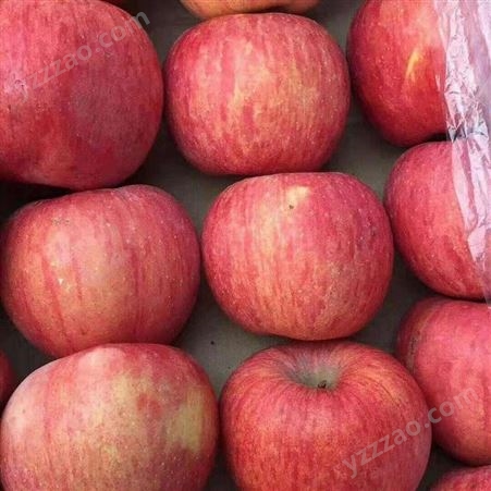 冷库红富士批发 当季新鲜苹果 好吃的苹果 裕顺批发发货快