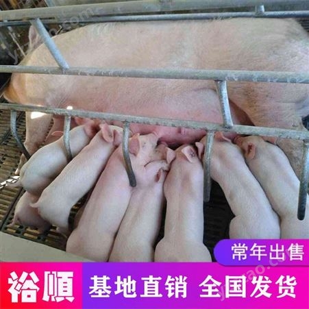 贵州 长白仔猪行情 欢乐小猪苗 耐粗良好养活裕顺猪场