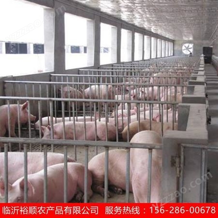 浙江 仔猪养殖价钱 长白猪苗运输 裕顺品种纯价格好
