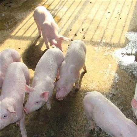 山西 仔猪养殖价钱 健康猪苗发货快 欢迎采购漂亮裕顺小猪