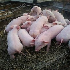 山西 仔猪养殖价钱 健康猪苗发货快 欢迎采购漂亮裕顺小猪