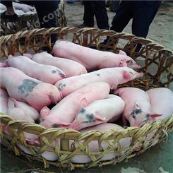 上海 仔猪20-30斤价格 苏太仔猪出售 裕顺的小猪养得好