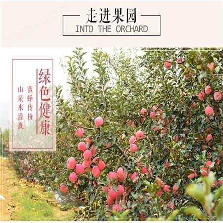 苹果批发 新品种苹果实惠好吃 红富士价格美丽 裕顺大量上市