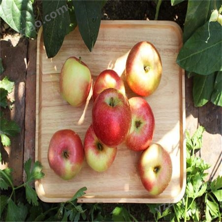产地红富士 苹果新鲜水分多 苹果批发便宜 裕顺批发发货快