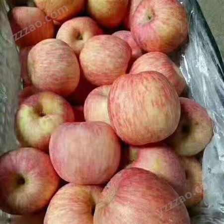 苹果批发 苹果新鲜水分多 烟台红富士苹果种植 裕顺个大果正