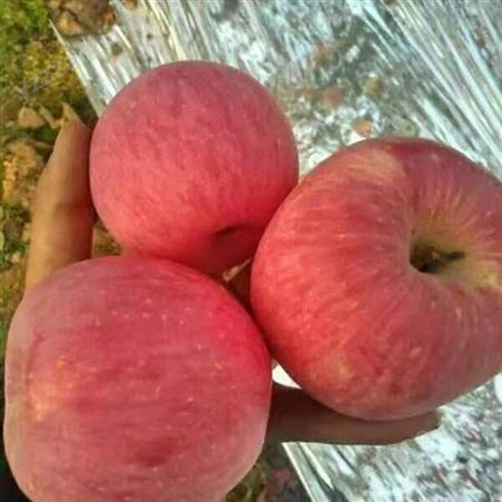 产地红富士 新品种苹果实惠好吃 苹果批发便宜 批发零售找裕顺