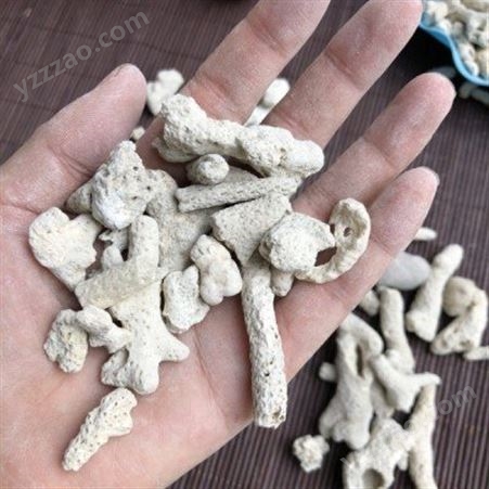量大优惠珊瑚骨 珊瑚砂珊瑚石 平衡用珊瑚砂