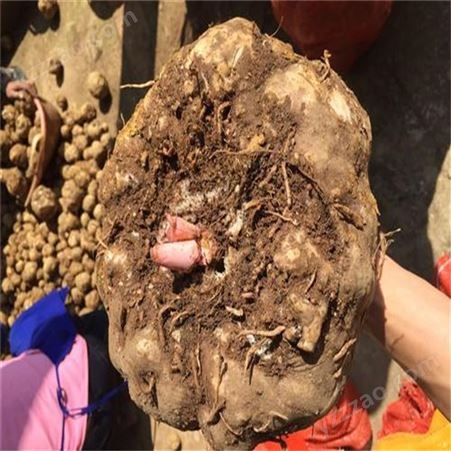 高海拔一代魔芋种子种芋  晾晒脱水30% 二代珠芽魔芋种子批发供应