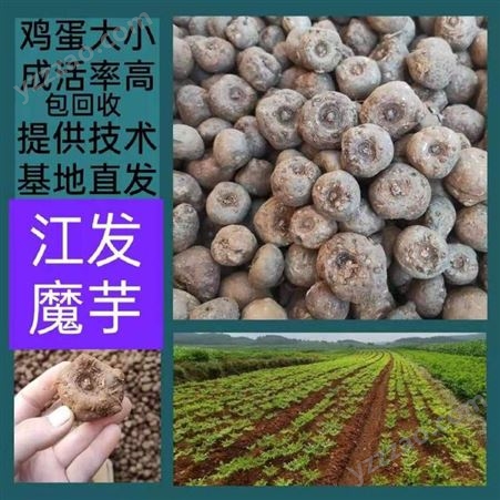 贵州毕节魔芋种子；花魔芋种子；量大更优惠，成大肉块的魔芋豆腐可看详情
