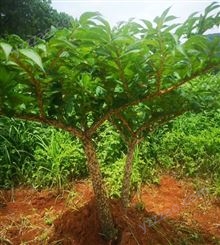 一代二代魔芋种子厂家价格 10吨现货批发 提供专业技术指导