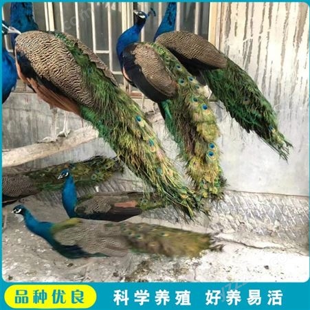 脱温孔雀幼苗 养殖种孔雀 活体商品孔雀 市场供应