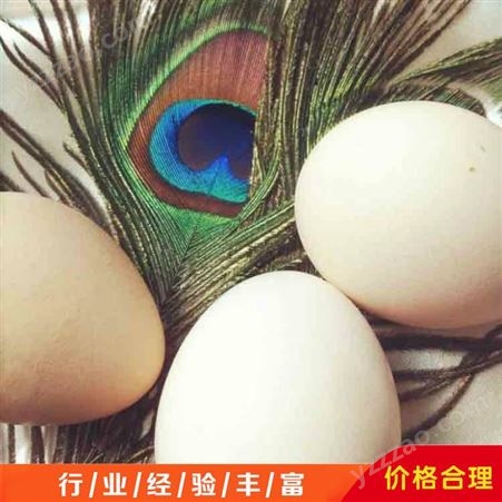 礼品孔雀蛋 新鲜孔雀蛋 孔雀食用蛋出售价格