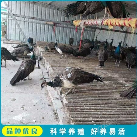 脱温孔雀幼苗 养殖种孔雀 活体商品孔雀 市场供应