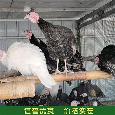 火鸡养殖 养殖散养火鸡 活体种火鸡 常年供应
