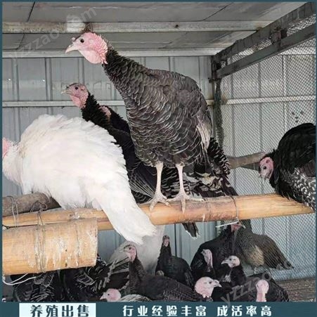 养殖商品火鸡活体 贝蒂娜火鸡种鸡 活体火鸡苗 养殖厂家