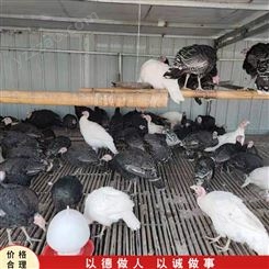 农家养殖 青铜火鸡活体 商品火鸡 观赏火鸡