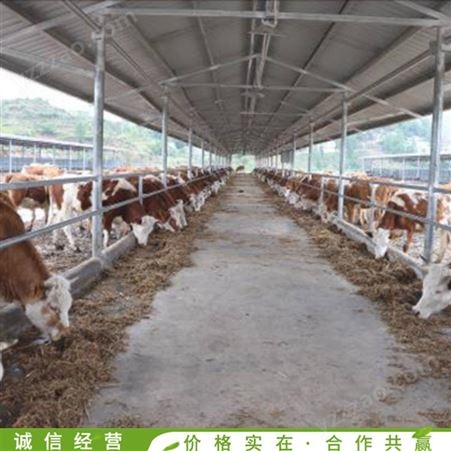 改良西门塔尔牛 活体养殖西门塔尔牛 西门塔尔牛小牛 常年供应