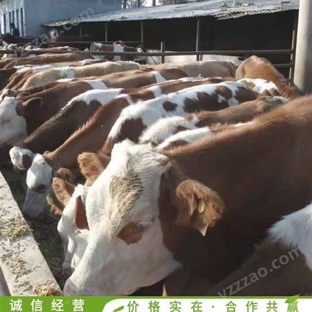 改良西门塔尔牛 活体养殖西门塔尔牛 西门塔尔牛小牛 常年供应